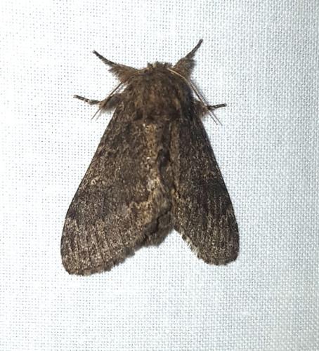 Réf. 339 645 : Notodonta torva